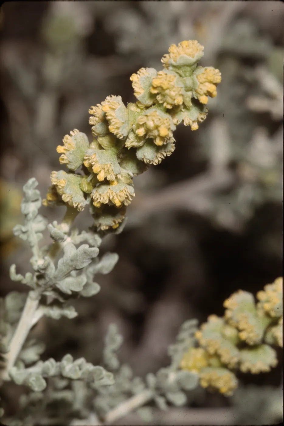 Franseria dumosa