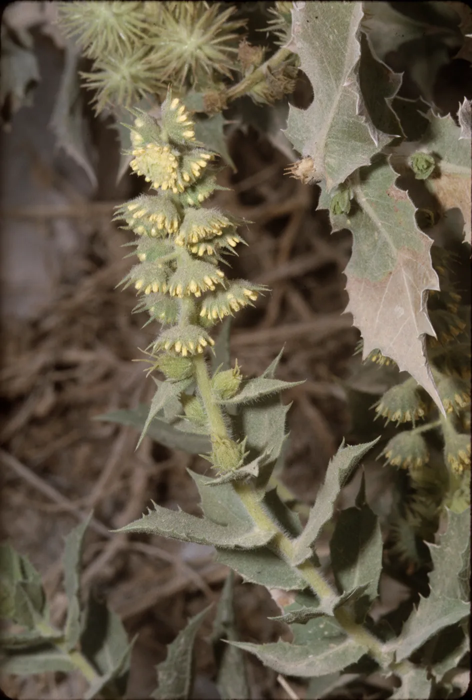 Franseria ilicifolia