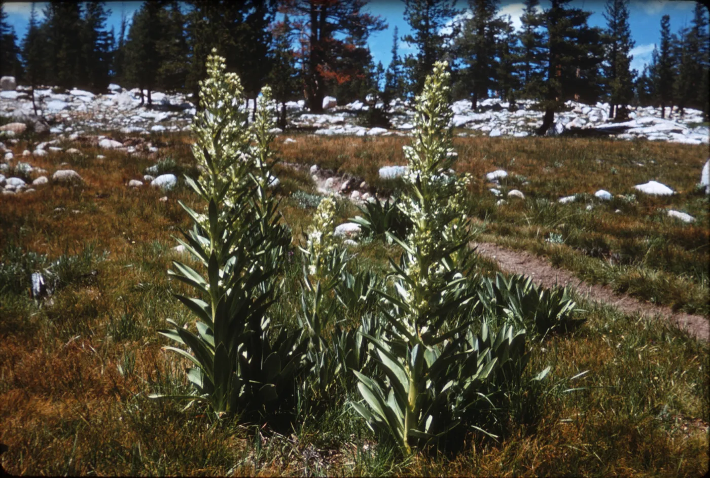 Frasera speciosa