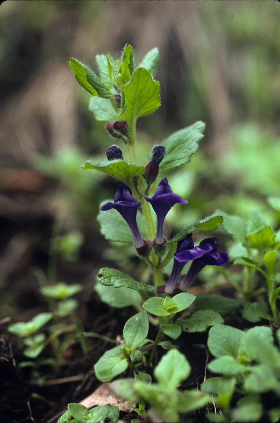 Scutellaria tuberosa