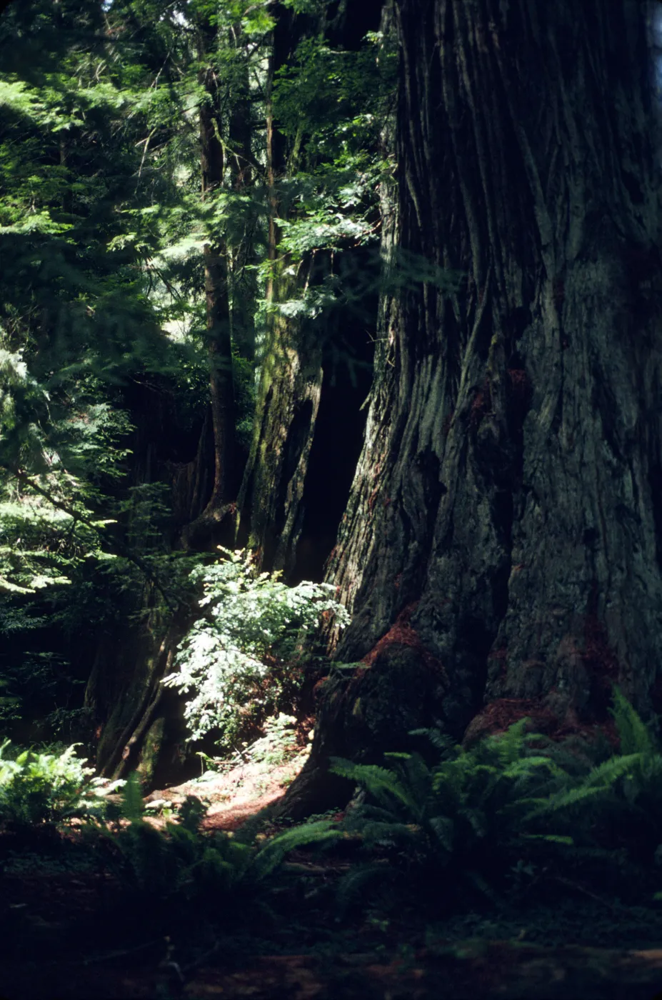 Sequoia (redwood)