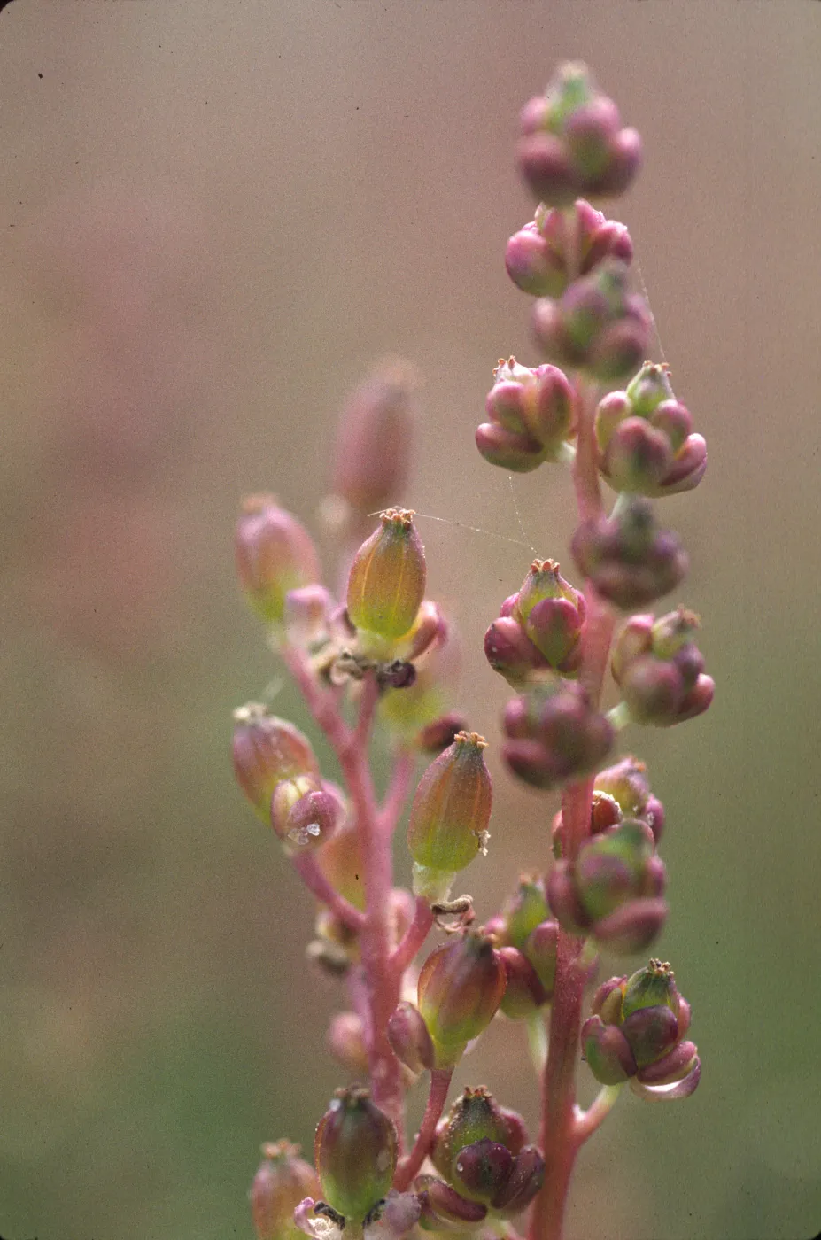 Triglochin maritimum