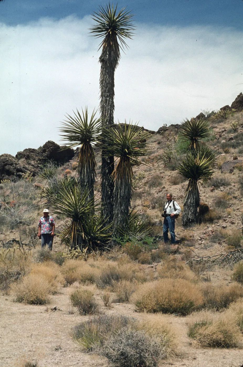 Yucca schidigera