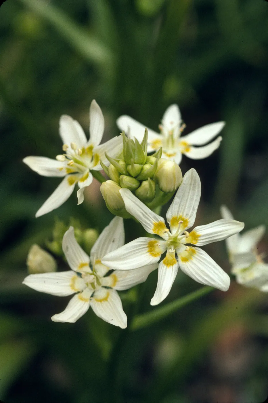 Zigadenus fremontii