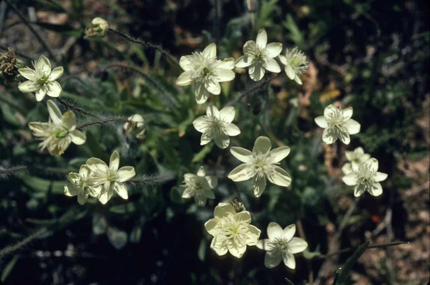 Platystemon californicus