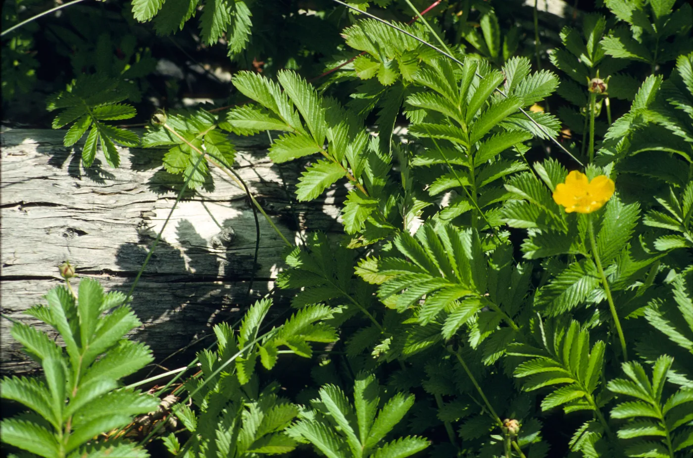 Potentilla anserina