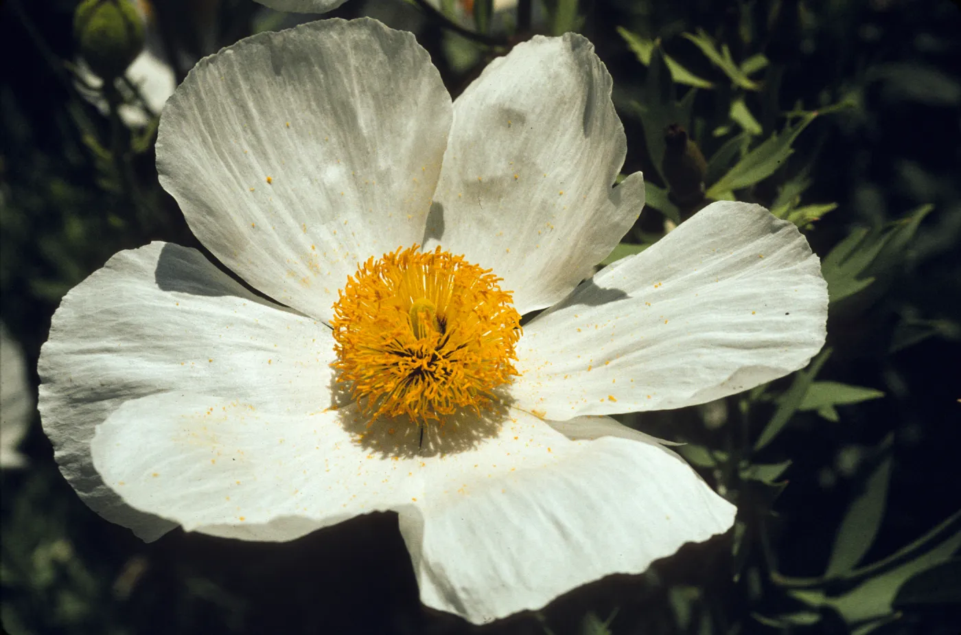 Romneya coulteri
