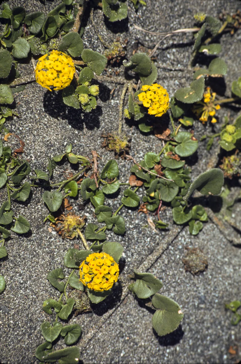 Abronia latifolia