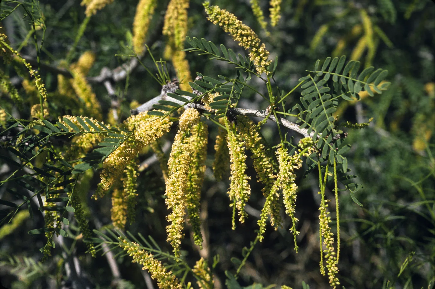 Acacia greggii