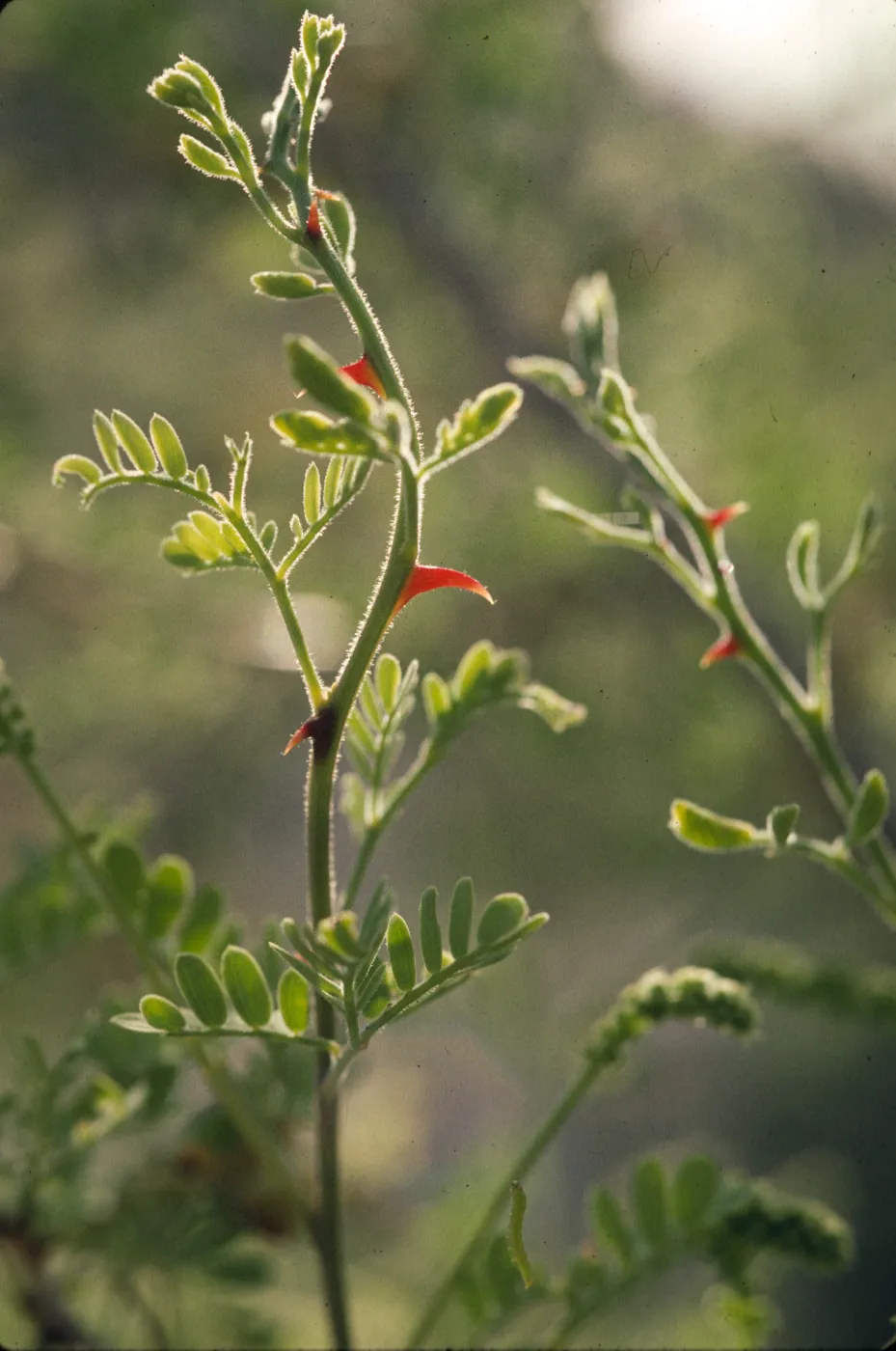 Acacia greggii