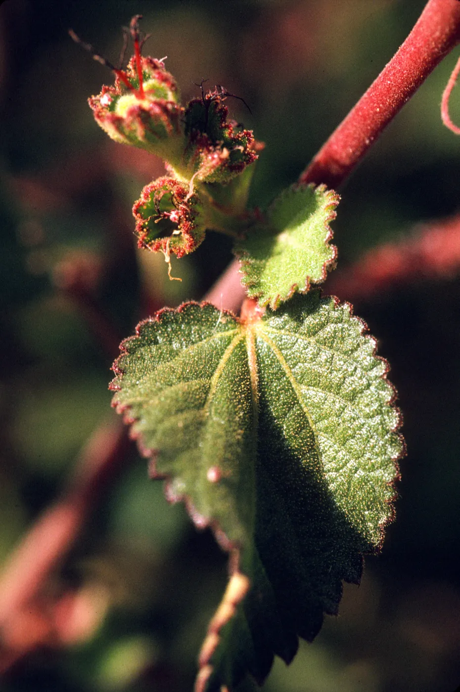 Acalypha