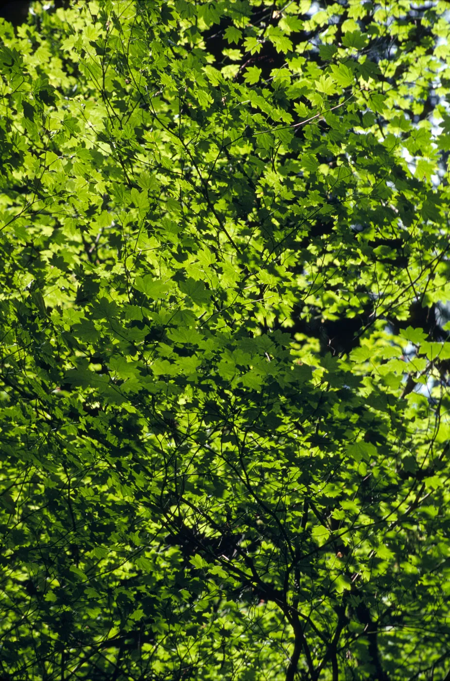 Acer circinatum