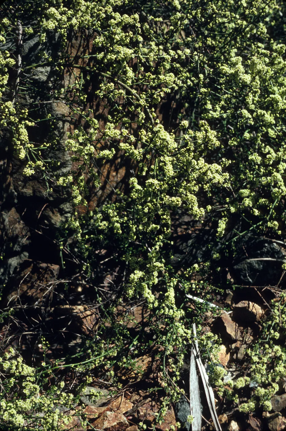 Adolphia californica