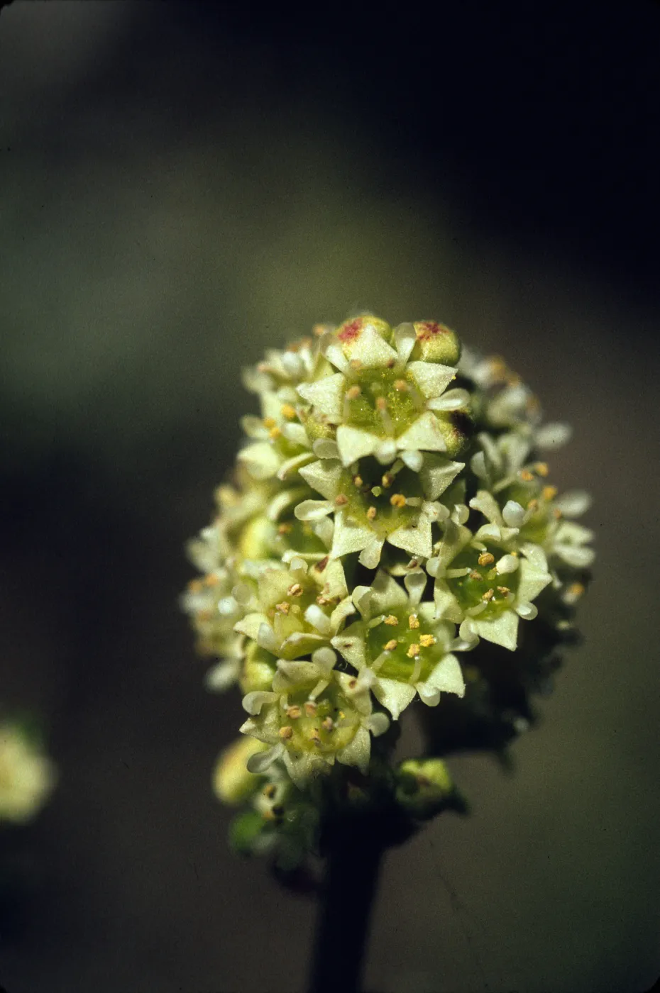 Adolphia californica