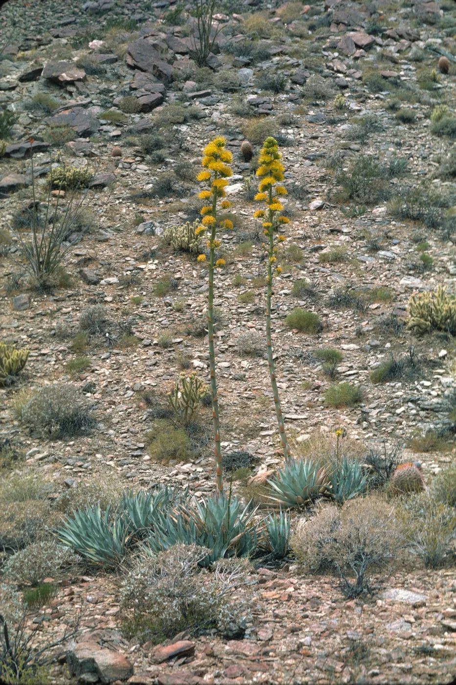 Agave deserti (Desert agave)