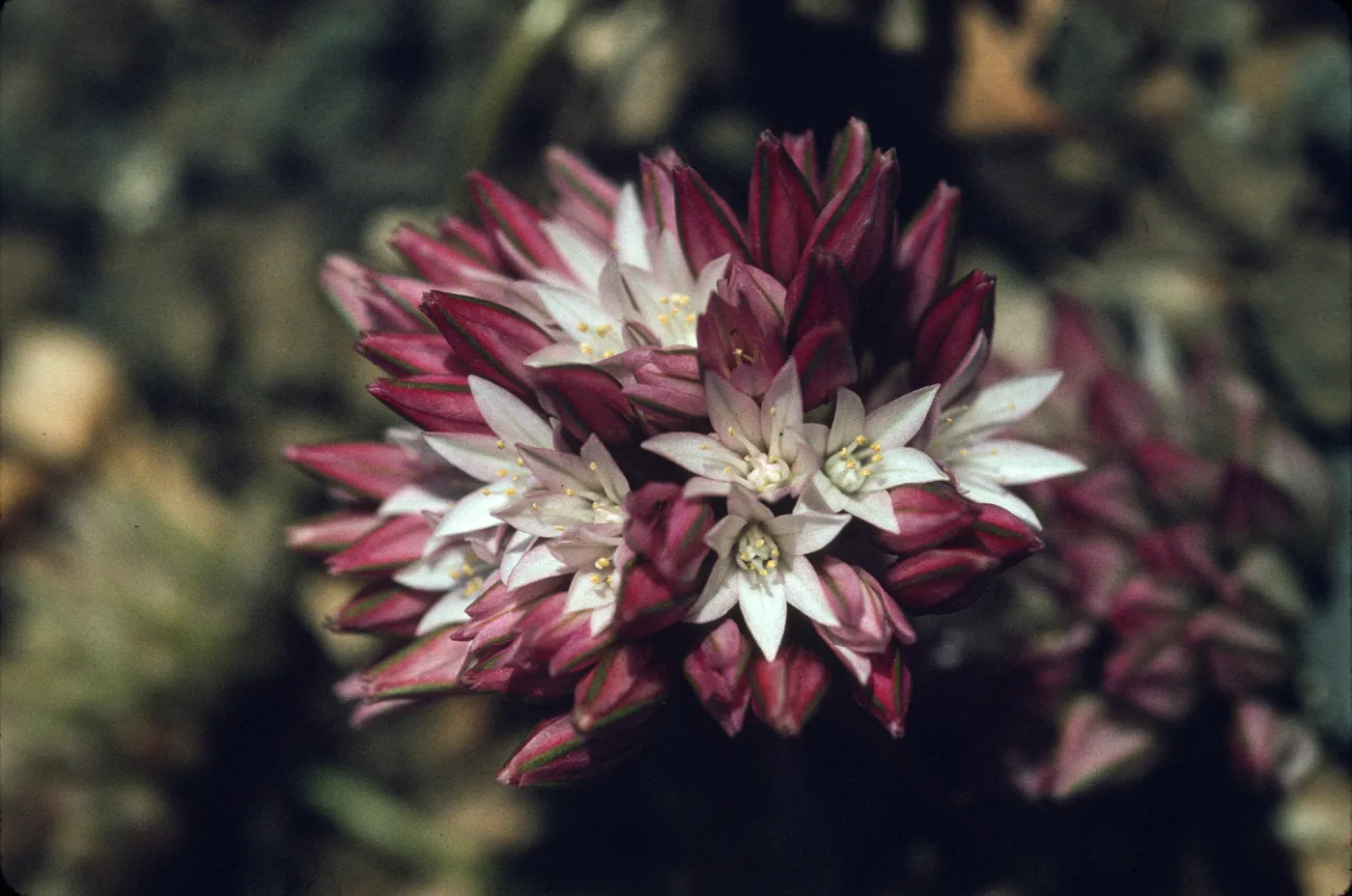 Allium cratericola