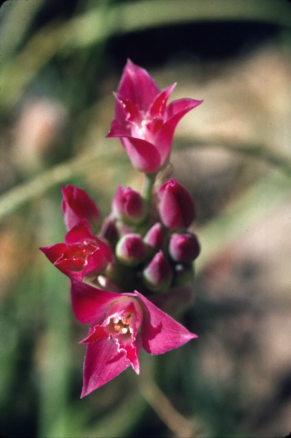 Allium crispum