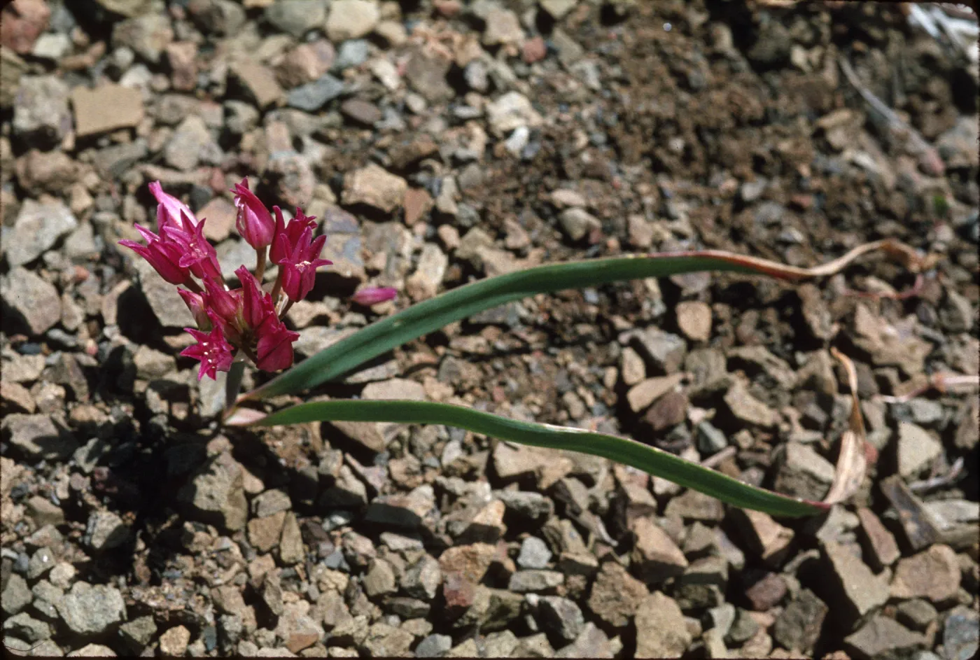 Allium falcifolium