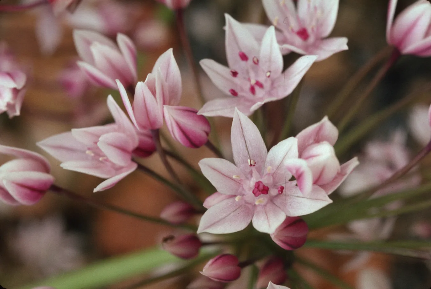 Allium praecox
