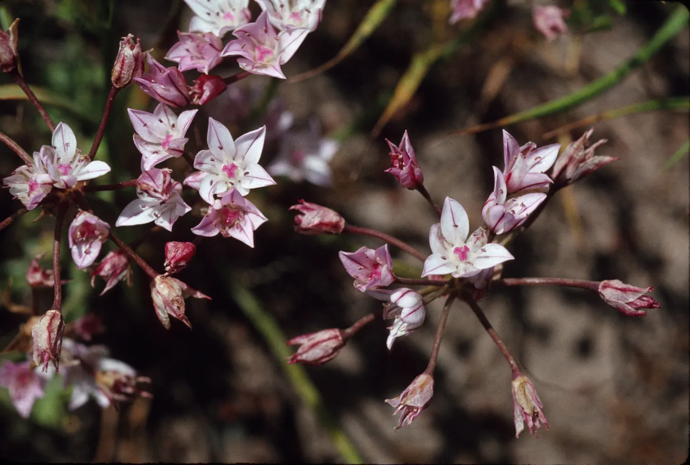 Allium praecox