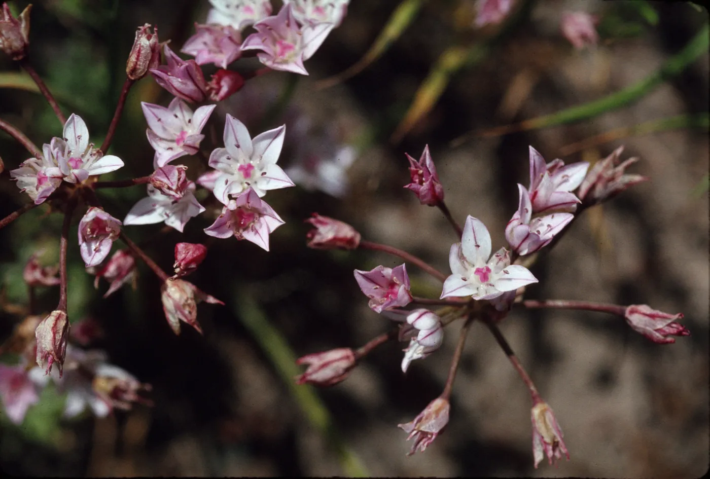 Allium praecox
