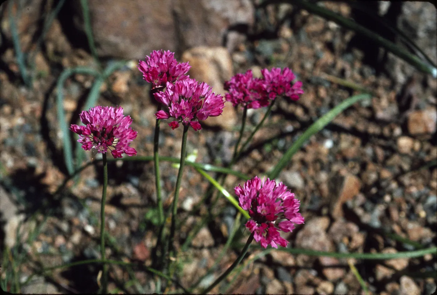 Allium serratum