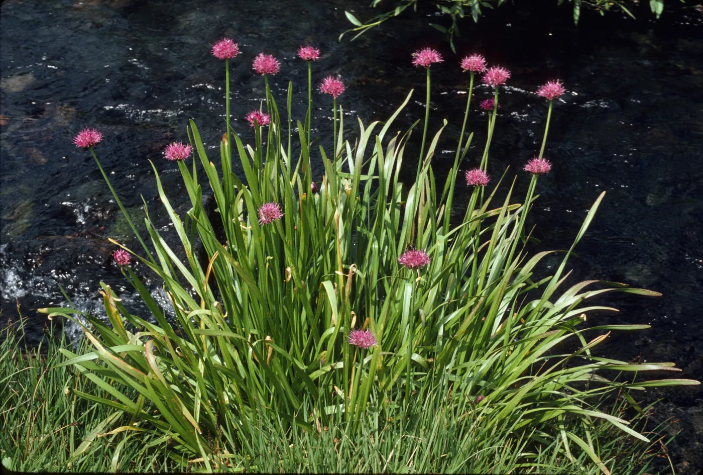 Allium validum