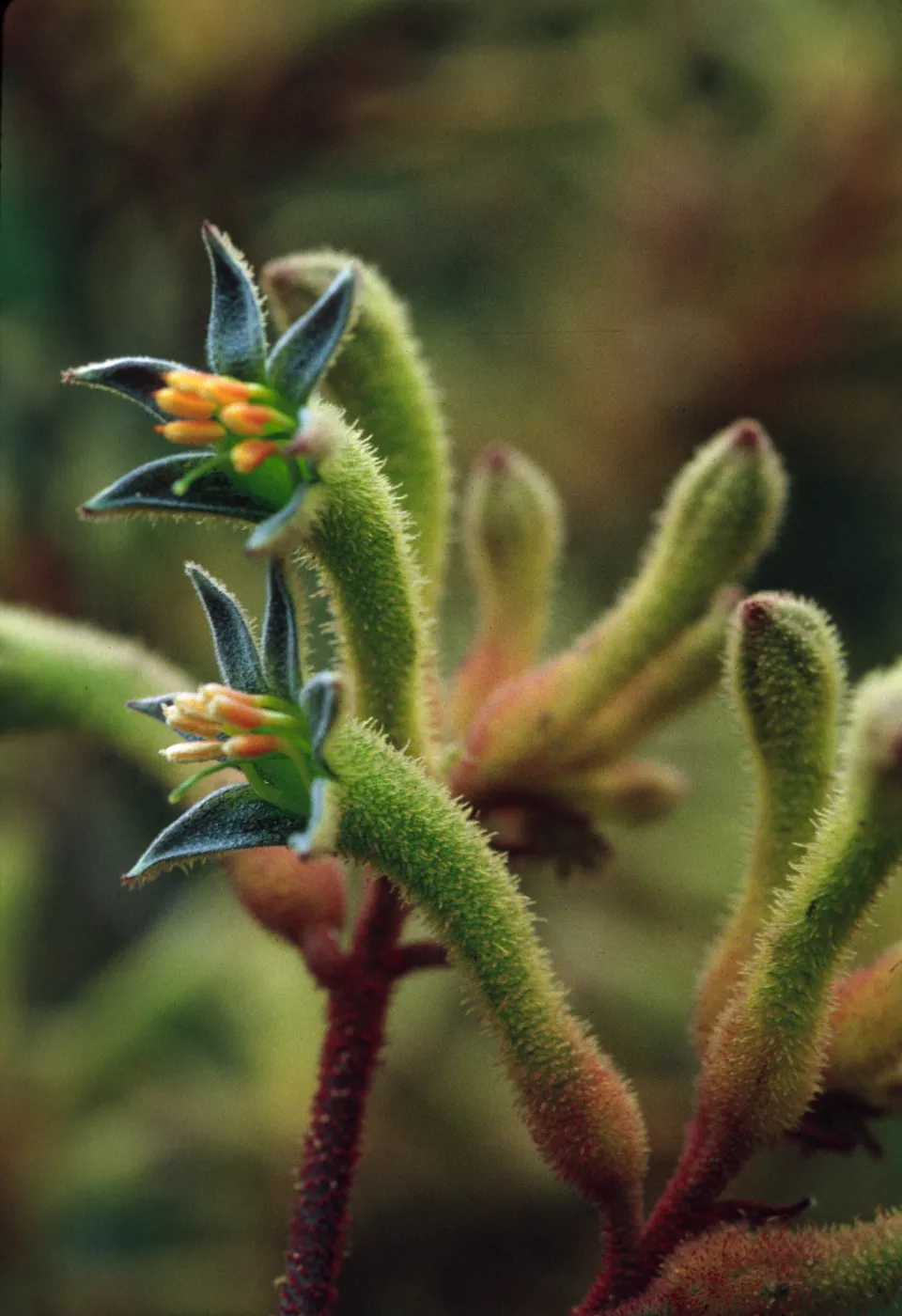 Anigozanthos flavidus