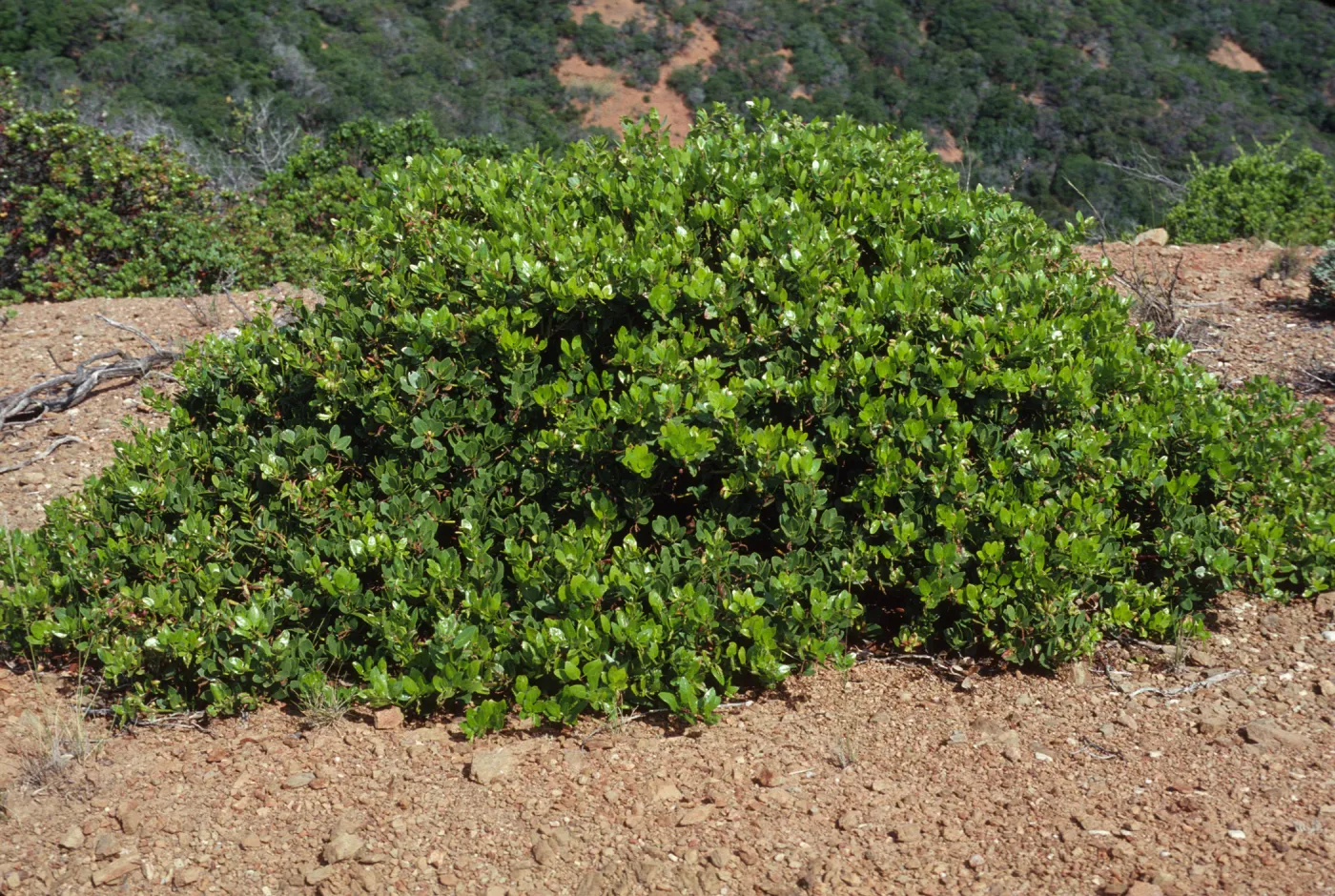 Arctostaphylos insularis