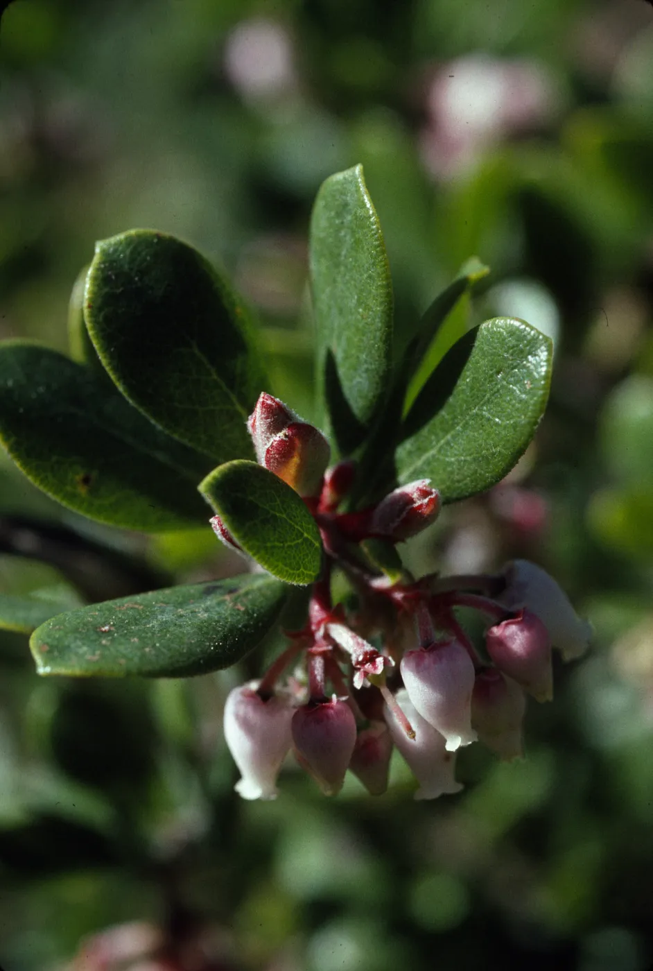 Arctostaphylos pumila
