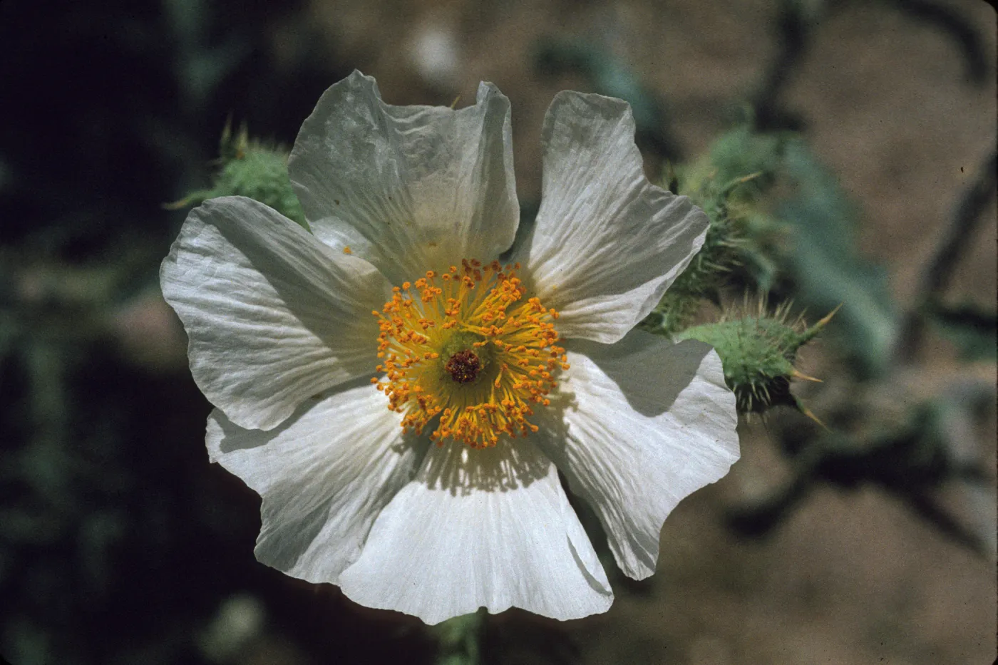 Argemone