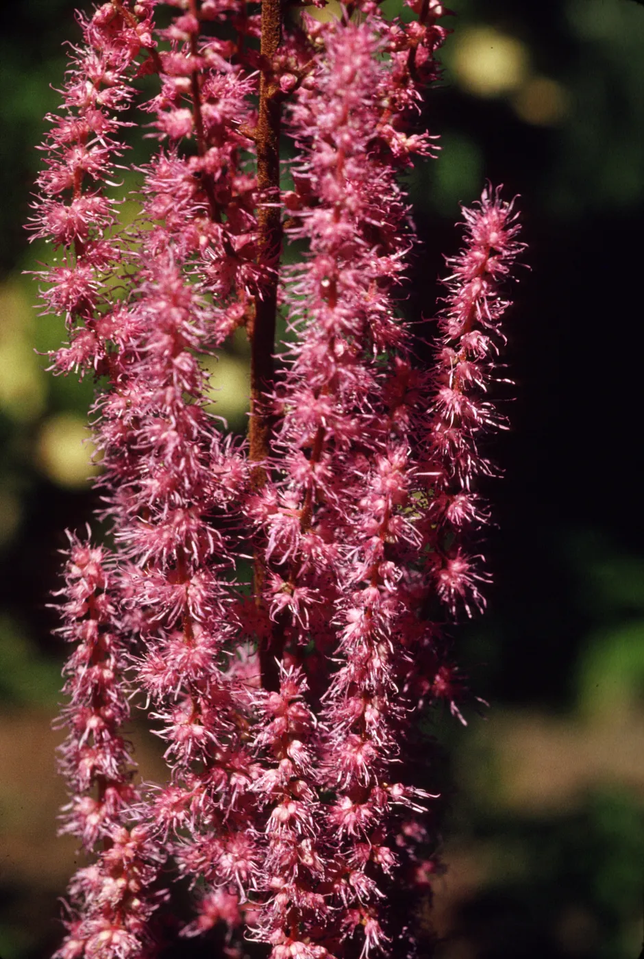 Astilbe myriantha