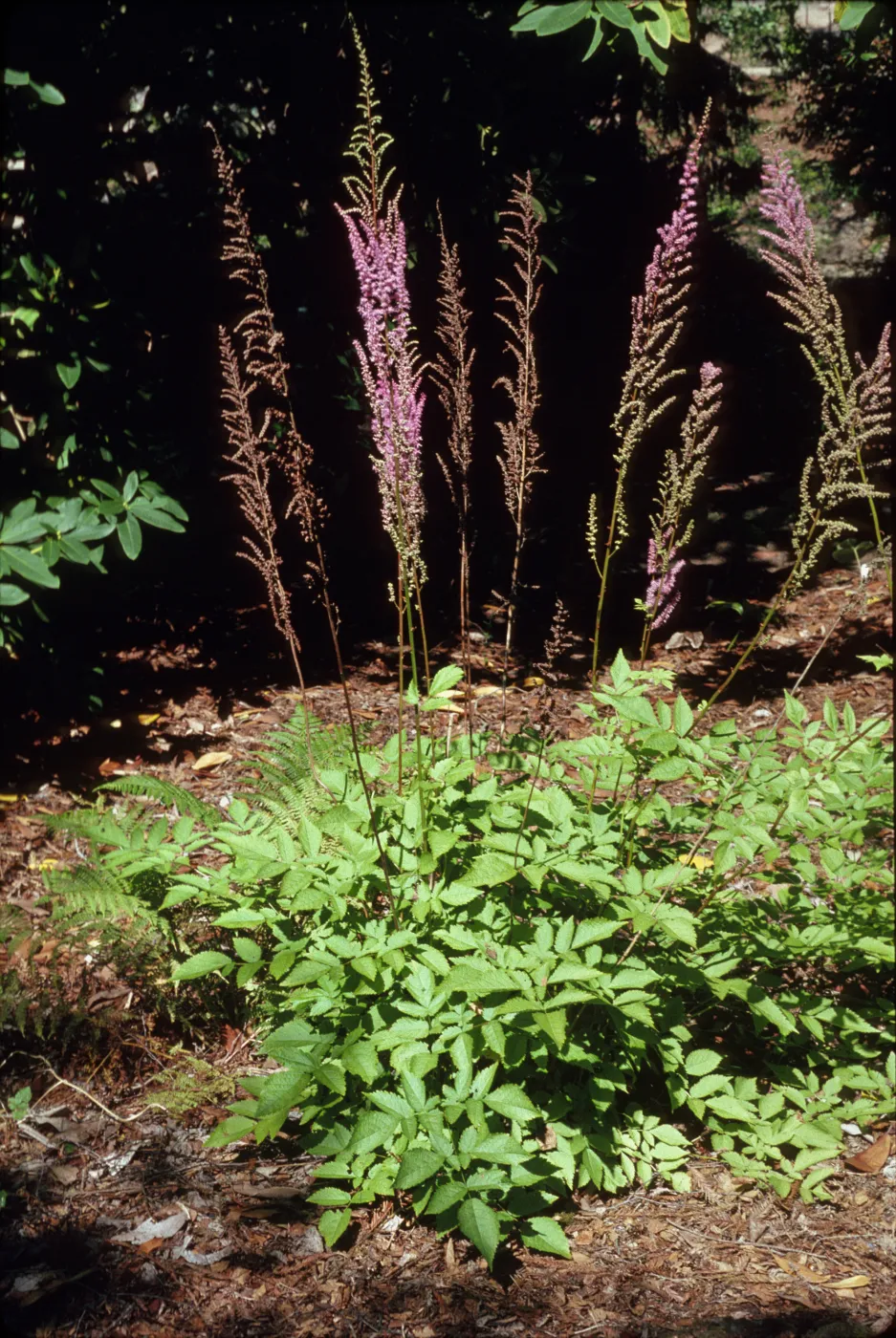 Astilbe myriantha