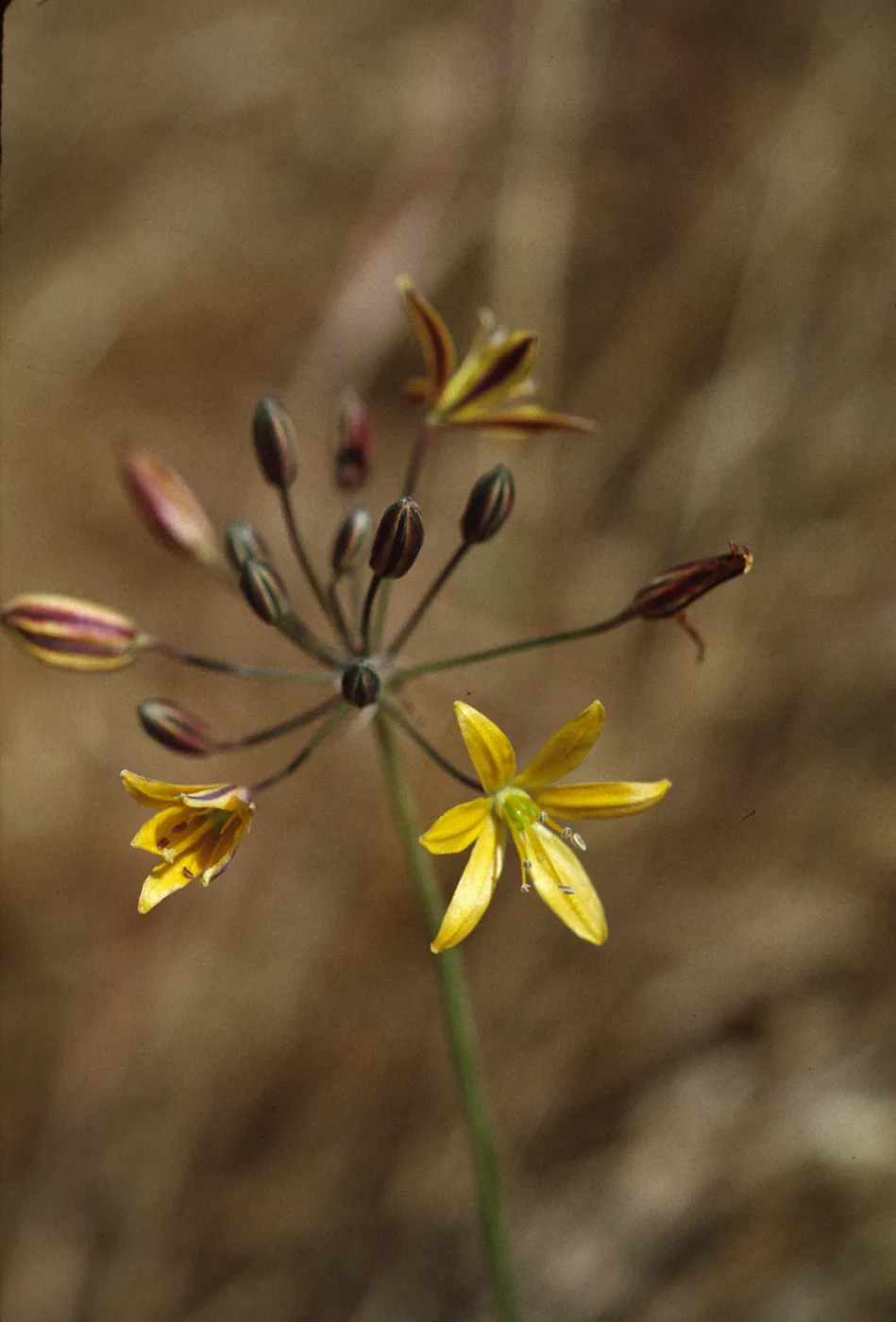 Bloomeria crocea