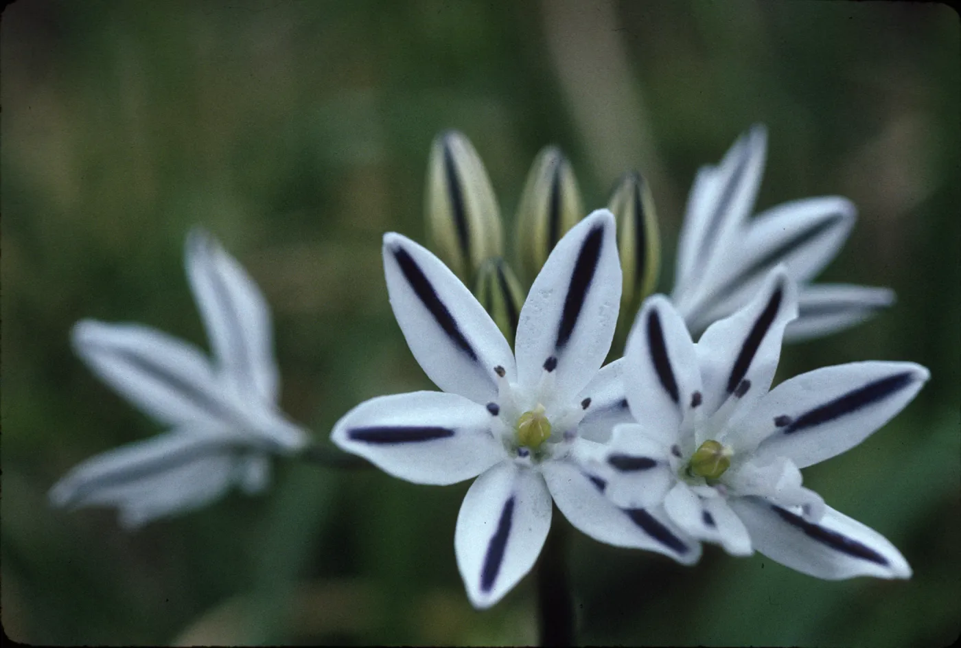 Brodiaea hendersonii