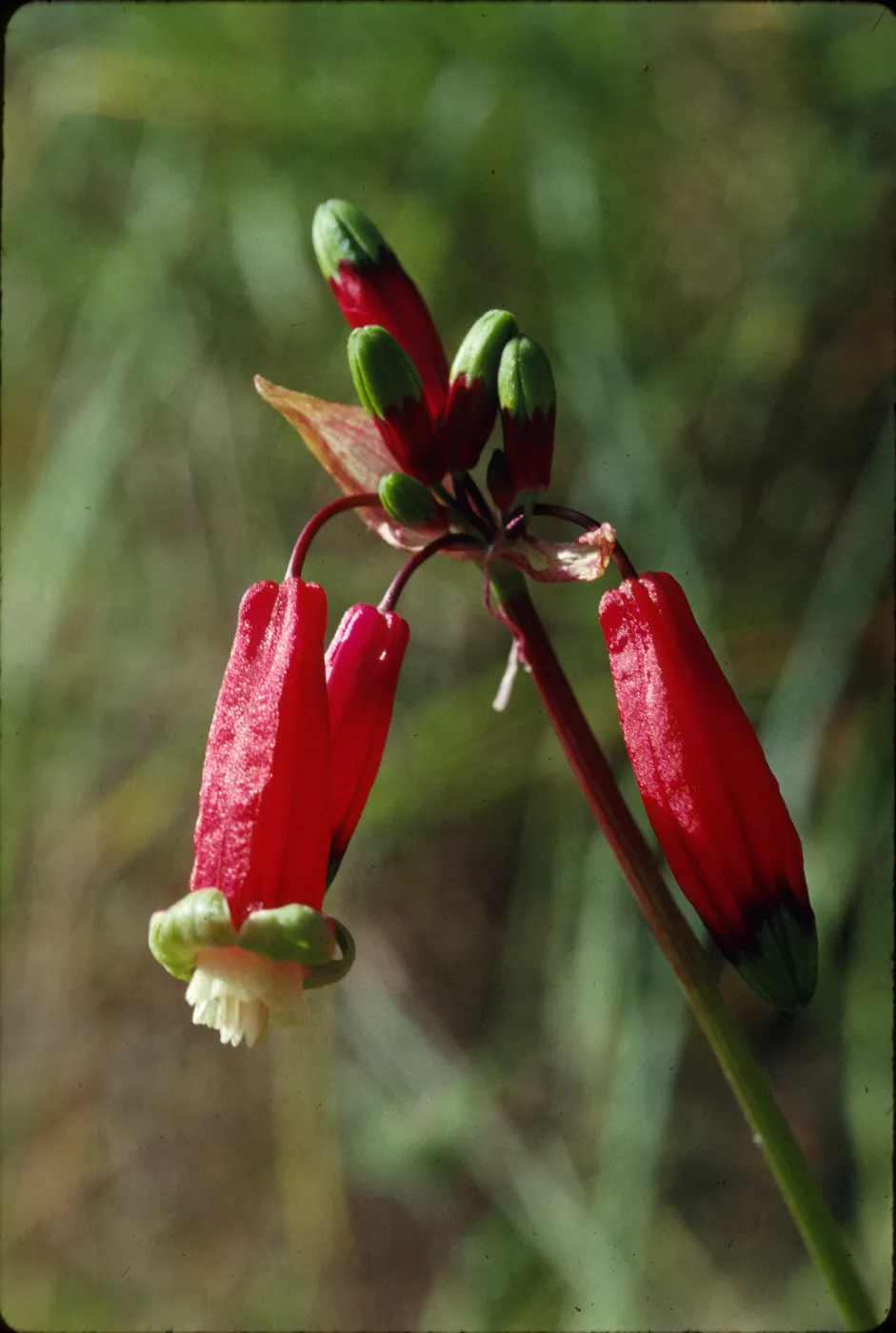 Brodiaea ida-maia
