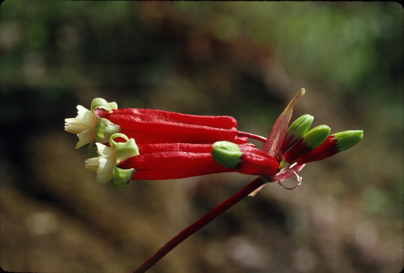 Brodiaea ida-maia