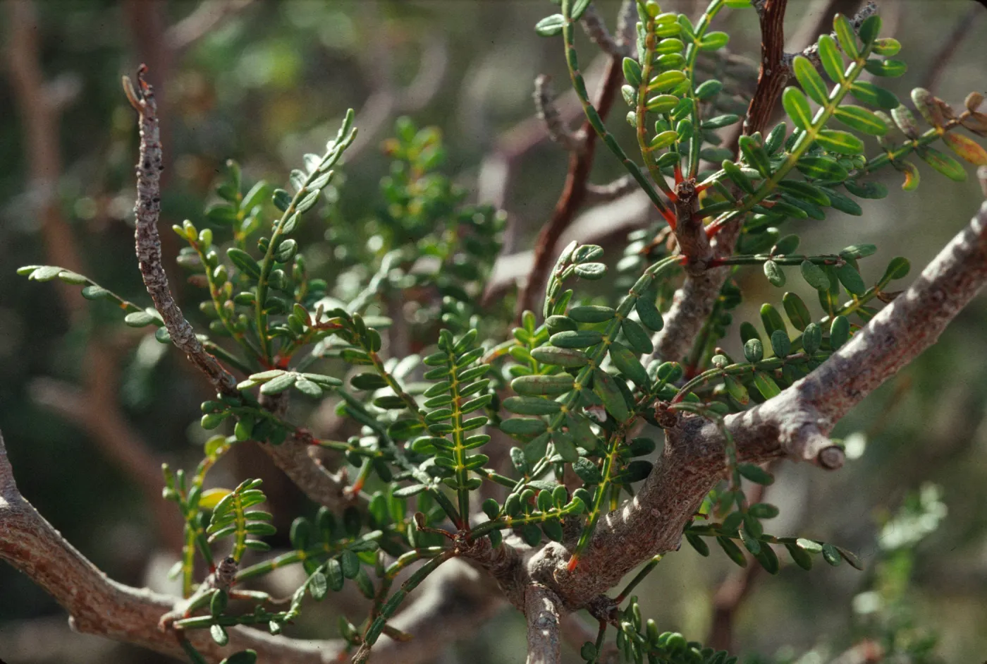 Bursera microphylla