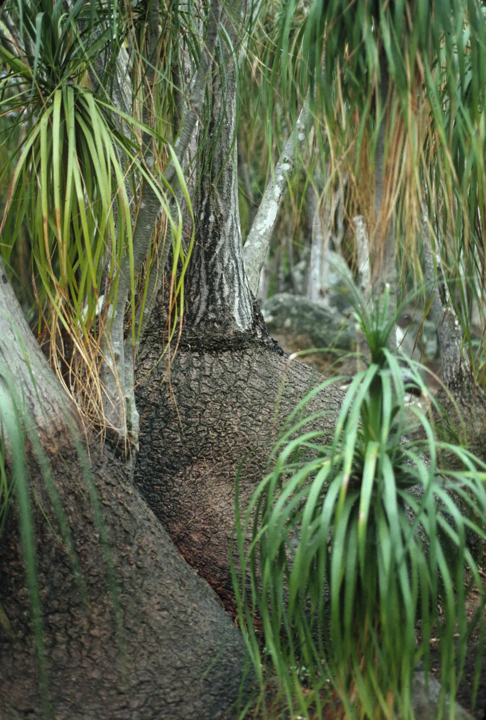 Calibanus