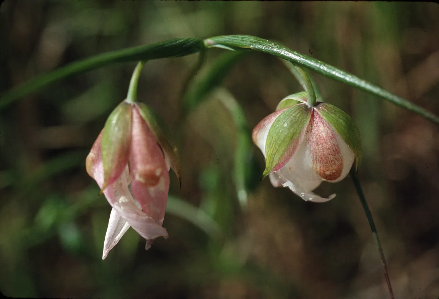 Calochortus albus