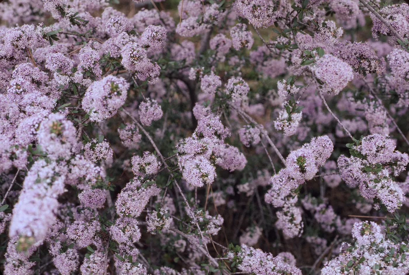 Ceanothus cuneatus var. fascicularis