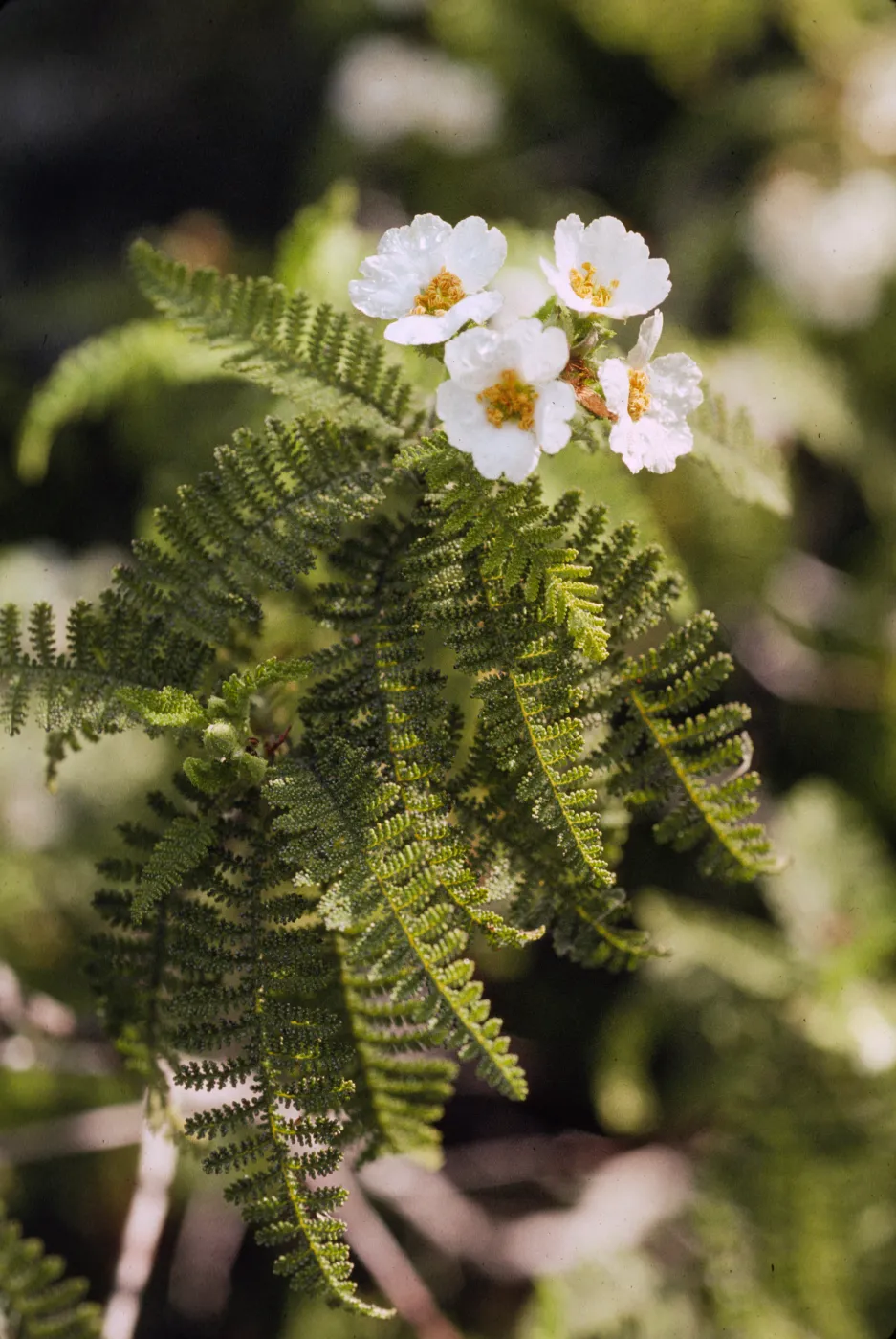 Chamaebatia australis