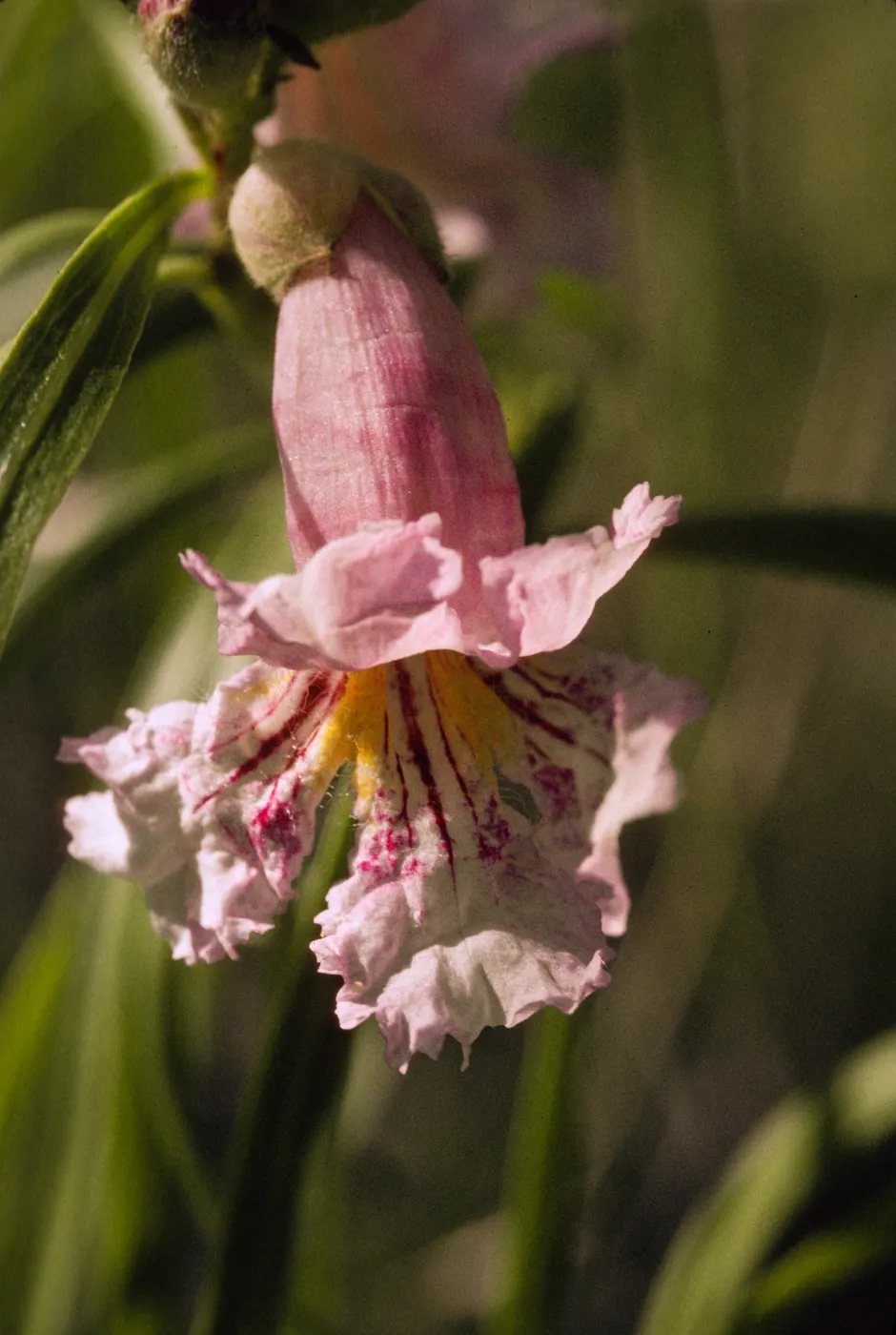 Chilopsis linearis