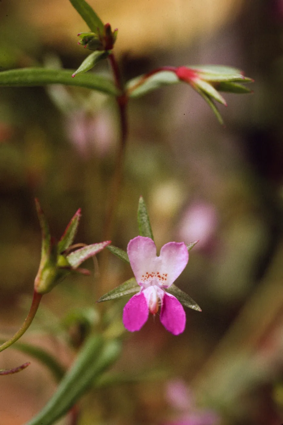 Collinsia breweri