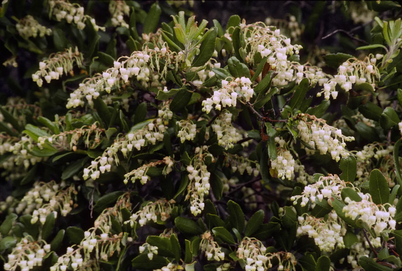 Comarostaphylis