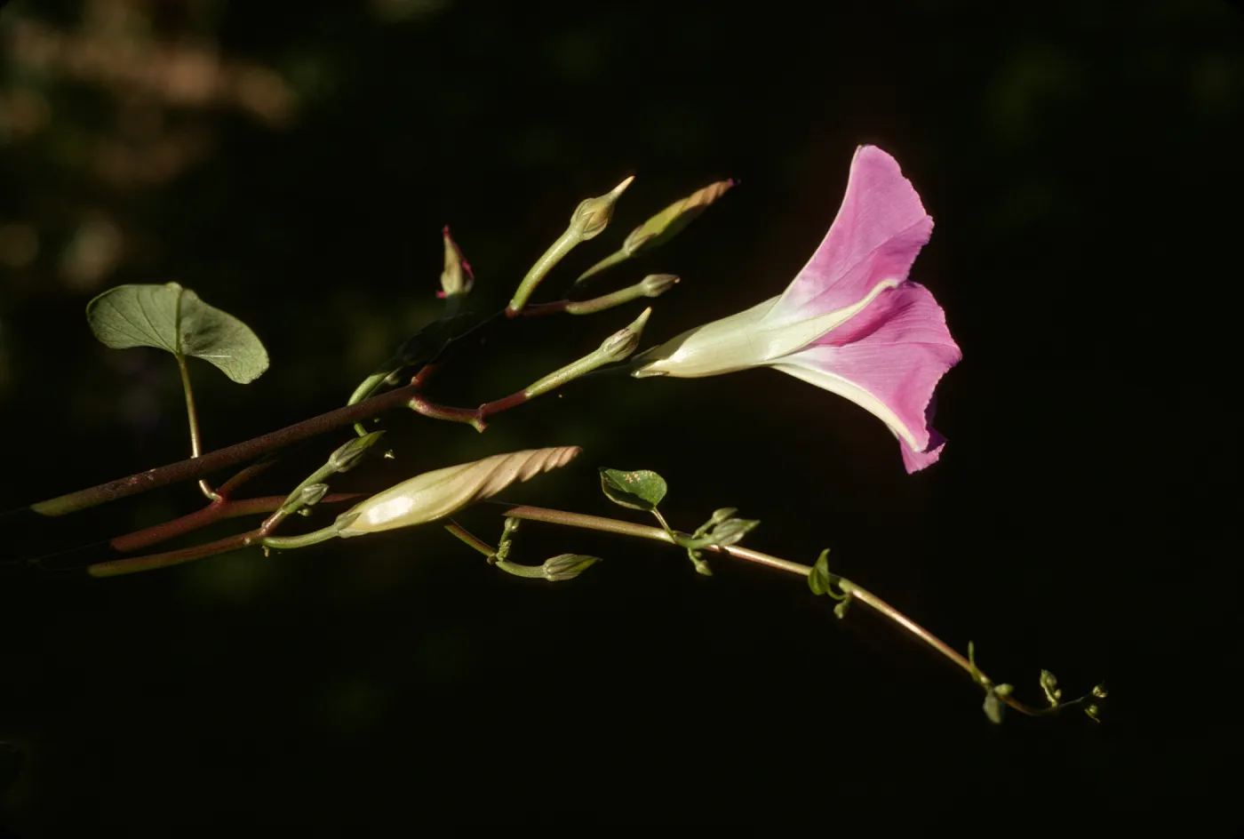 Convolvulus