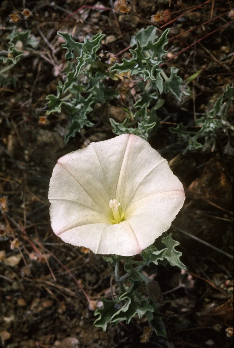 Convolvulus