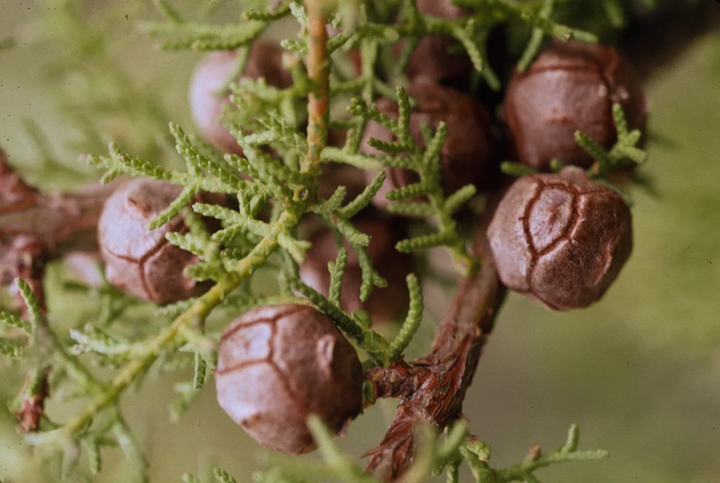 Cupressus pygmaea