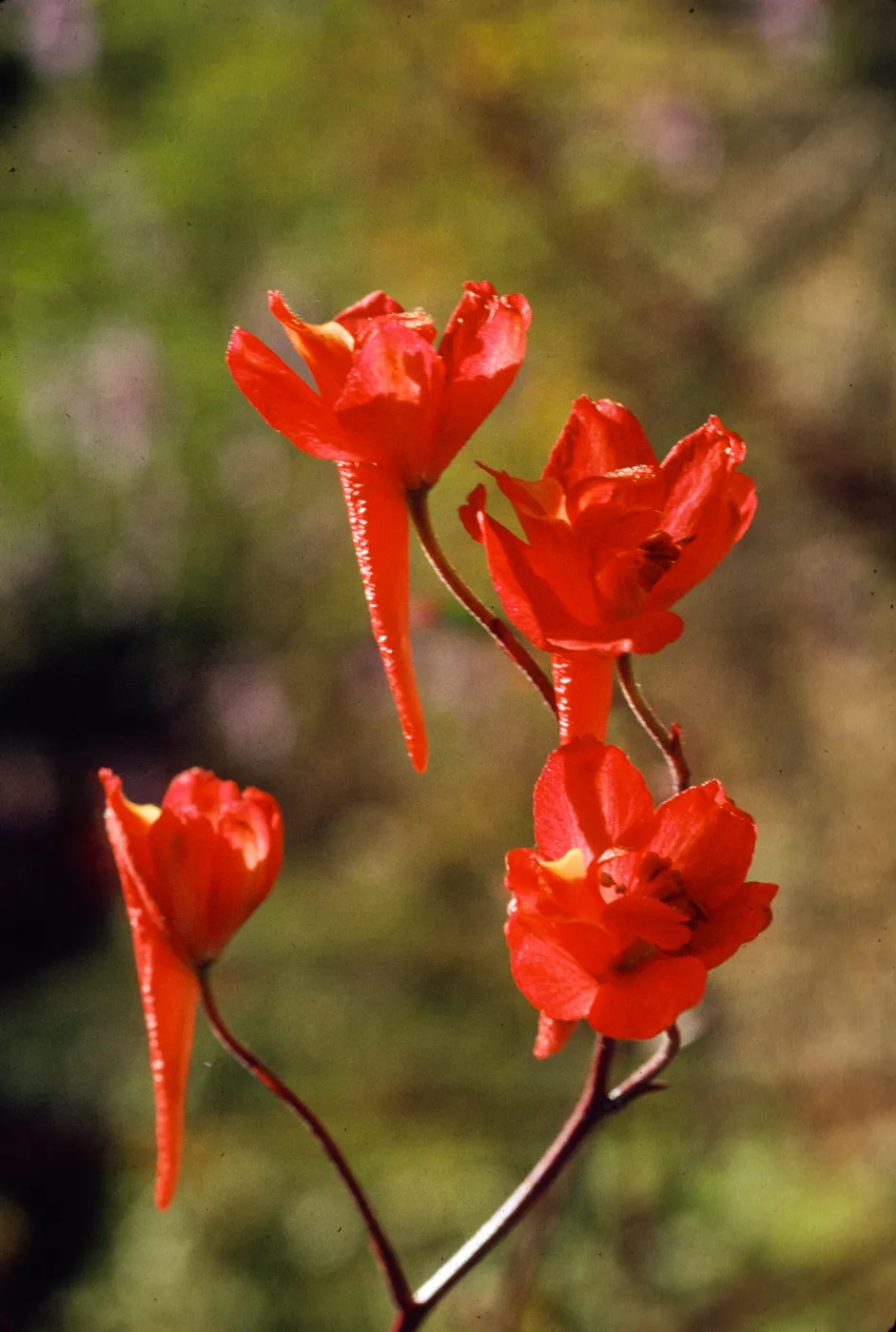 Delphinium cardinale