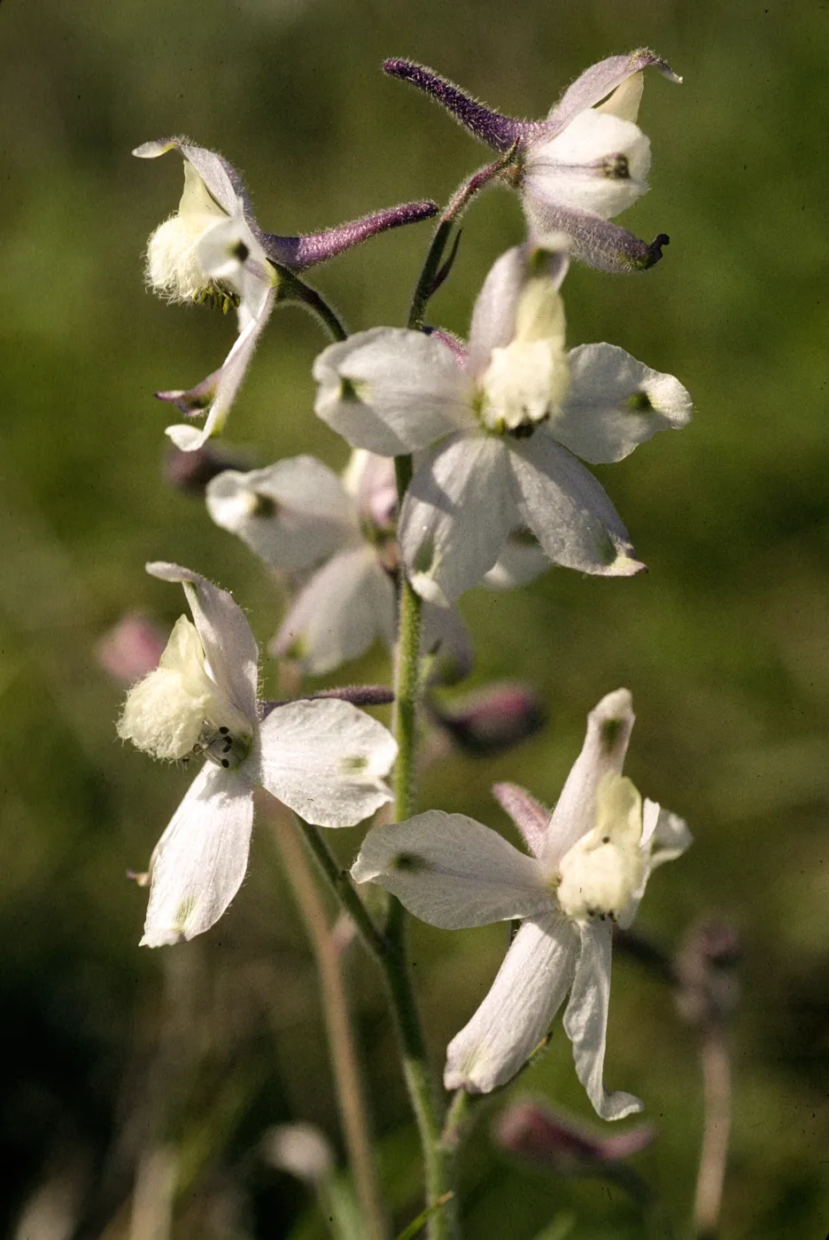 Delphinium kinkiense